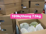 BIG SALE DƯA PANSY CHỈ  199.000/ THÙNG 7.5KG