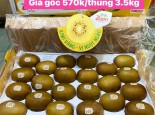 BIG SALE KIWI VÀNG NEW ZEALAND CHỈ  350.000/ THÙNG 3.5KG