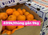 BIG SALE QUÝT ÚC 499K/THÙNG  GẦN 9KG (GIÁ GỐC 1.000.000 )