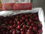 Hành trình đưa trái cây sạch đến người dùng của ông chủ 8x