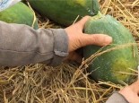 Hóa chất thúc chín trái cây độc cỡ nào?