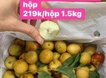  HỒNG TÁO VIP CHỈ  199.000/ THÙNG 1.5KG