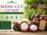 MĂNG CỤT LÃO AN TOÀN CÁI MƠN GREENSPACE