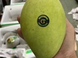 Tặng 1kg Xoài Cát Hòa Lộc Cao Lãnh an toàn GreenSpace 89k khi mua 1 thùng 30 kg Dưa lưới đế mật an toàn Premium hoặc VIP