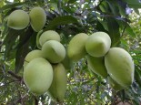 XOÀI CÁT HÒA LỘC CAO LÃNH  AN TOÀN GREENSPACE 