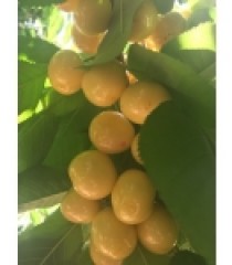 CHERRY VÀNG LAPINS