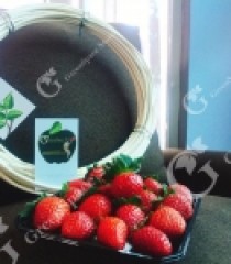 DÂU TÂY ORGANIC VN - NHẬT