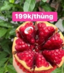 LỰU RUBY HẠT MỀM