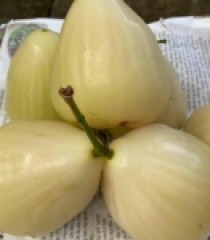 MẬN SỮA  SẠCH TIỀN GIANG