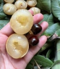 NHÃN BẮP CẢI VŨNG TÀU