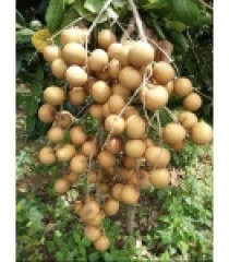 NHÃN IDO SẠCH BẾN TRE