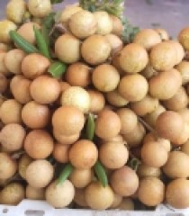 NHÃN XUỒNG CƠM VÀNG VŨNG TÀU
