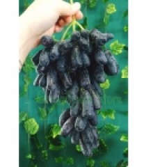 NHO NGÓN TAY NAM PHI