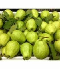 ỔI LÊ SẠCH BẾN TRE GSS