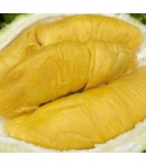 SẦU RIÊNG MUSANG KING AN TOÀN GSS