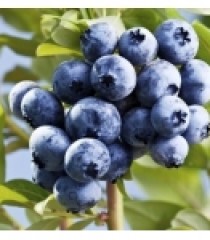 VIỆT QUẤT NAM PHI