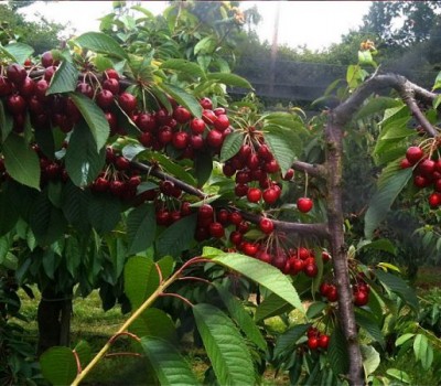 Cherry Đỏ Mỹ (Carol & Royal)