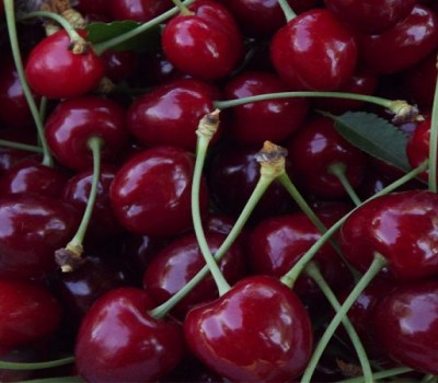 Cherry Đỏ Mỹ (Carol & Royal)