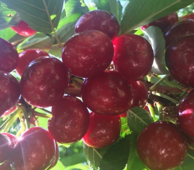 CHERRY ĐỎ ÚC