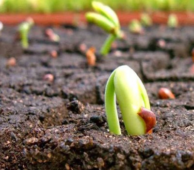 CÁC LOẠI PHÂN BÓN HỮU CƠ PHỔ BIẾN