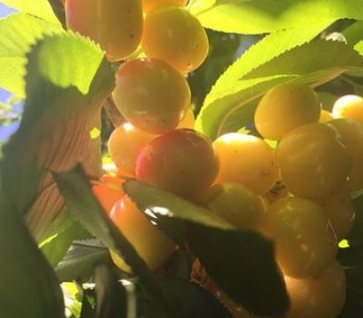 CHERRY VÀNG SKEENA