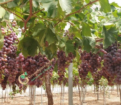 NHO RED GLOBE TÂY BAN NHA