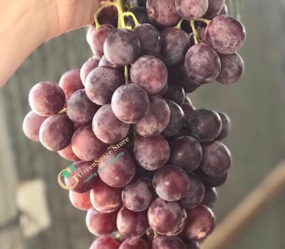 NHO RED GLOBE TÂY BAN NHA