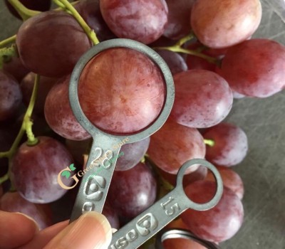 NHO RED GLOBE TÂY BAN NHA