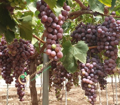 NHO RED GLOBE TÂY BAN NHA