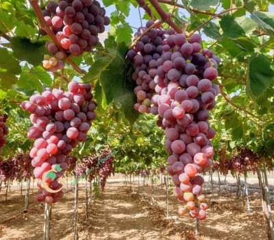 NHO RED GLOBE TÂY BAN NHA