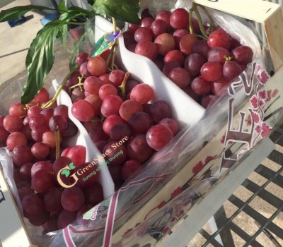 NHO RED GLOBE TÂY BAN NHA