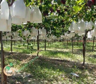 NHO RED GLOBE TÂY BAN NHA