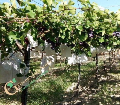 NHO RED GLOBE TÂY BAN NHA