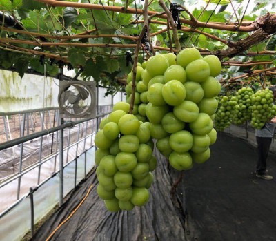 NHO SHINE MUSCAT HÀN (NHO MẪU ĐƠN)
