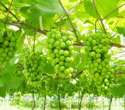 NHO SHINE MUSCAT HÀN (NHO MẪU ĐƠN)