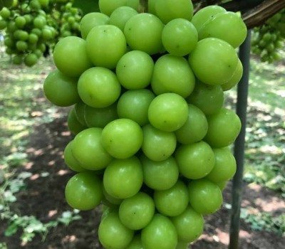 NHO SHINE MUSCAT HÀN (NHO MẪU ĐƠN)