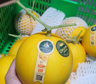 DƯA HOÀNG KIM ORGANIC
