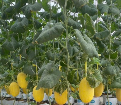 Dưa Lưới Golden GreenSpace Premium