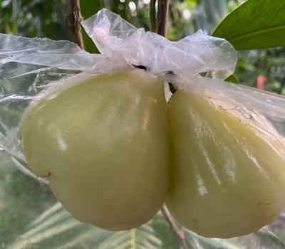 MẬN SỮA  SẠCH TIỀN GIANG