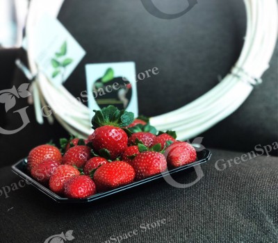 DÂU TÂY ORGANIC VN - NHẬT