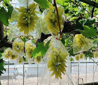 NHO TÊN LỬA NHẬT BẢN