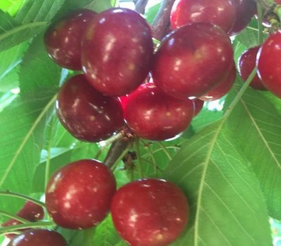 CHERRY ĐỎ LAPINS MỸ 