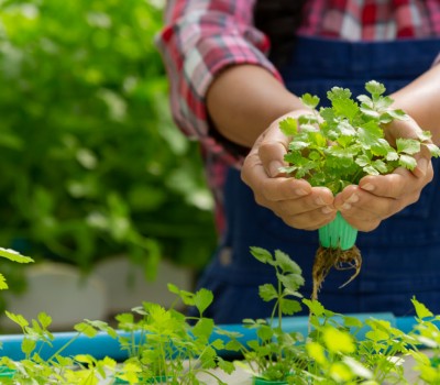 SỰ KHÁC NHAU GIỮA NÔNG SẢN SẠCH VÀ NÔNG SẢN HỮU CƠ