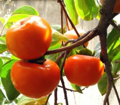 HỒNG NÚI ĐÀ LẠT