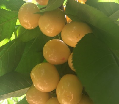 CHERRY VÀNG LAPINS