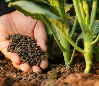 CÁC BIỆN PHÁP BẢO VỆ THỰC VẬT TRONG CANH TÁC NÔNG TRẠI HỮU CƠ