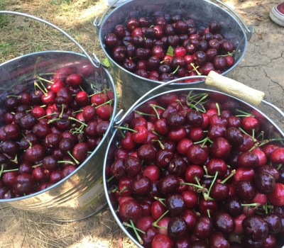 CHERRY CHELAN