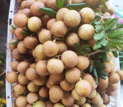 NHÃN XUỒNG CƠM VÀNG VŨNG TÀU