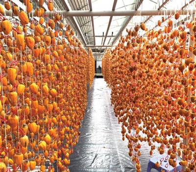 HỒNG TREO GIÓ ĐÀ LẠT