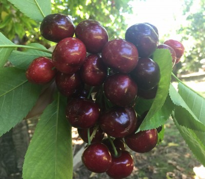 CHERRY ĐỎ BING